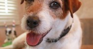 Canine Superstar Uggie is Nintendo’s First-Ever “Spokesdog”