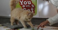 Friskies Launches "You vs. Cat" Tablet Game Friskies Launches "You vs. Cat" Tablet Game